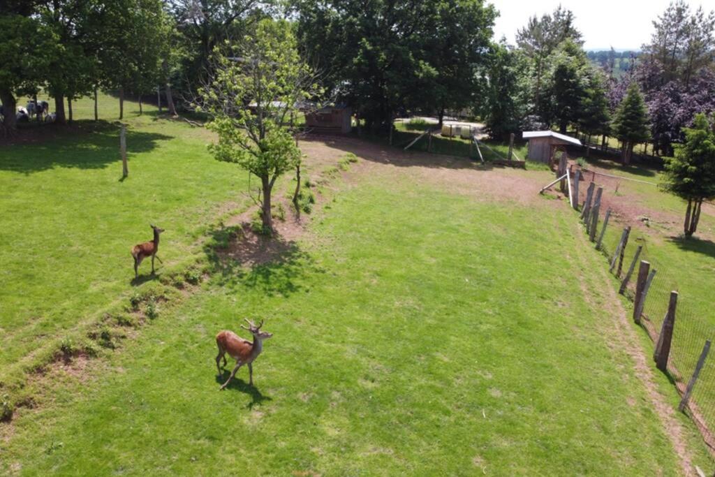 Le Grand Cerf 25 pers, Malmedy- Chalet rustique, jardin Extérieur photo